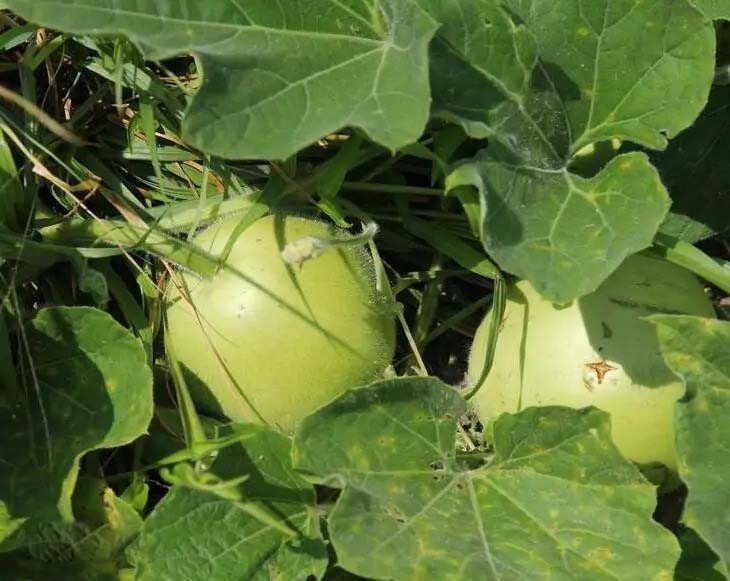 “春捂”重捂下身早春