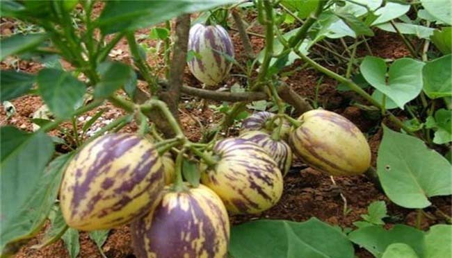 艾葉泡澡治濕疹么 艾葉可治皮膚病